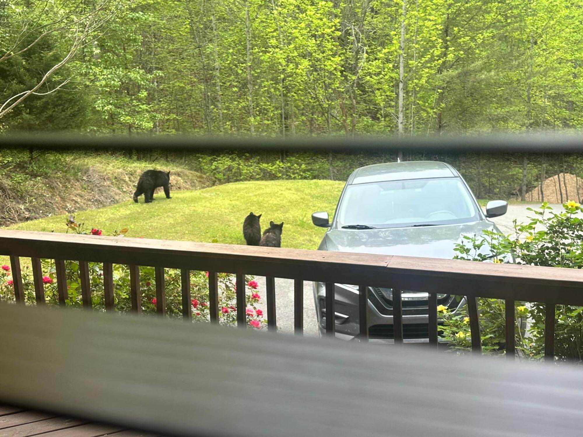 Beary Tale! Your Happily Ever After Starts Here! Sevierville Eksteriør billede